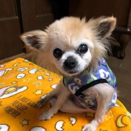 シニア犬との過ごし方