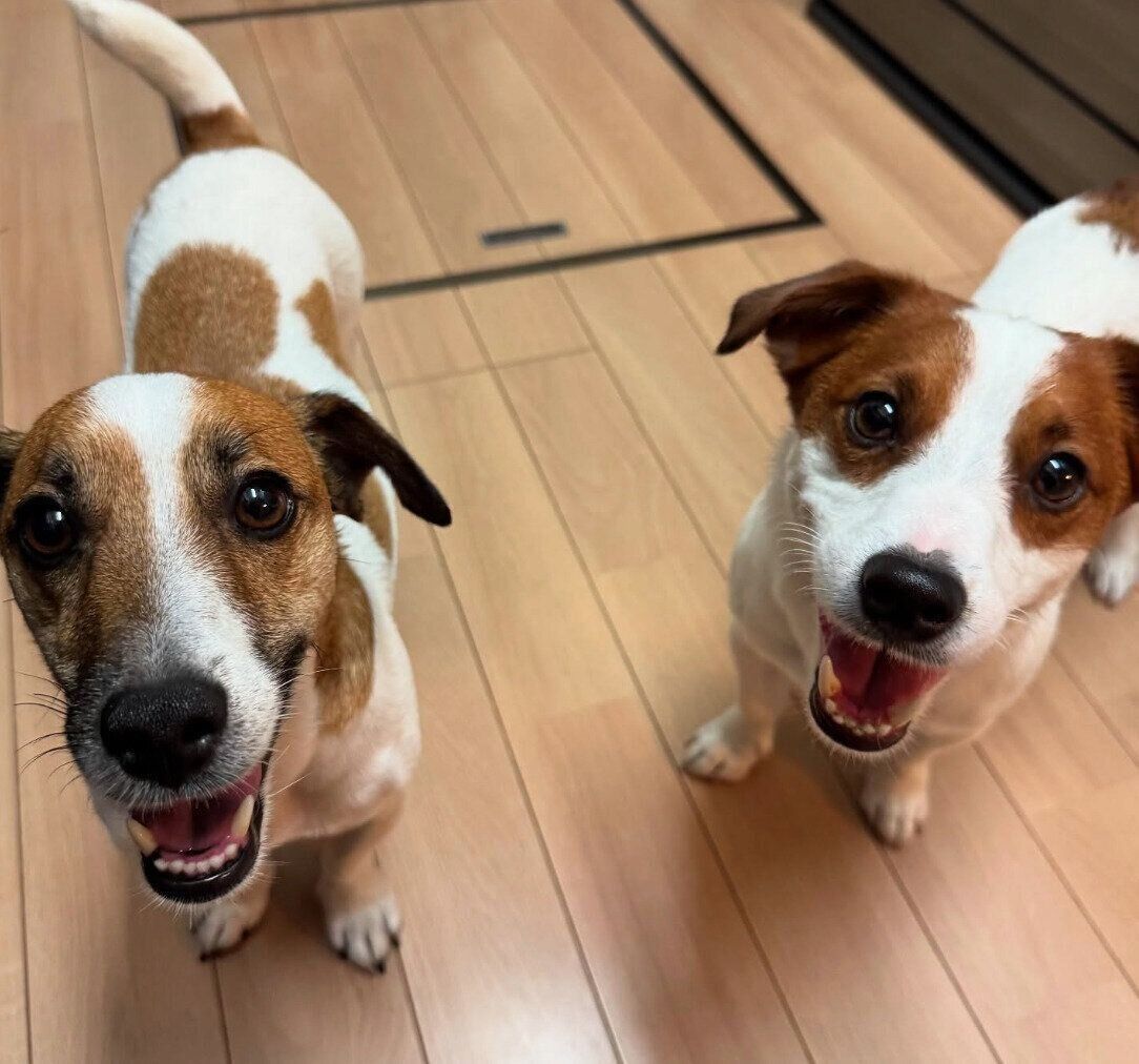 にぱっと笑うとろろくん、だいずくん