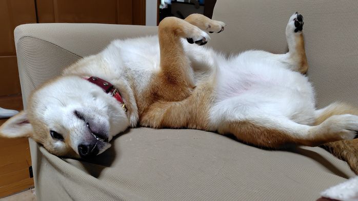 ソファの上で仰向けに寝る柴犬