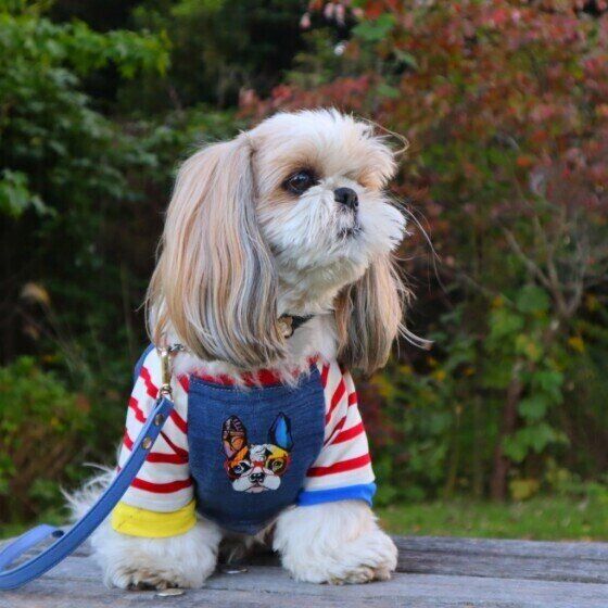 秋服を着たシー・ズー