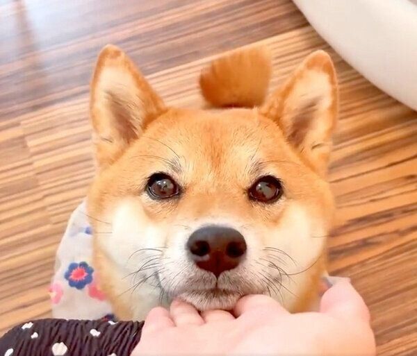 あご乗せをするももっぷちゃん