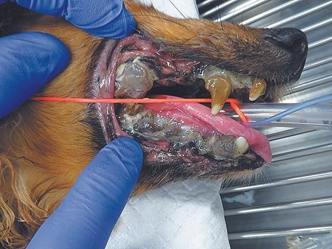 抜歯せざるをえない状態まで進行した重度の歯周病の症例（写真提供／ノヤ動物病院）