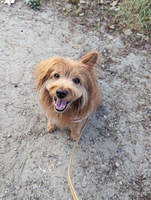 飼い主の顔を笑顔で見る犬の写真