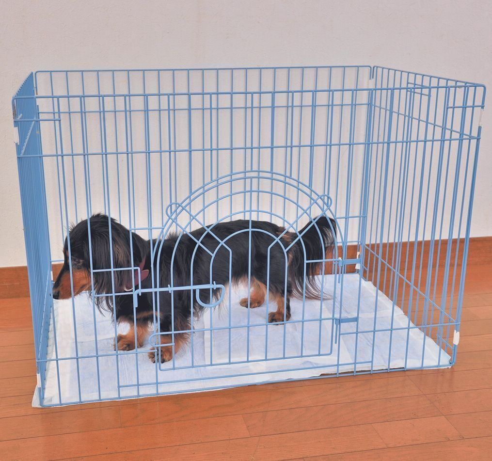 サークル内にトイレシーツを敷き詰めてトレーニングを！