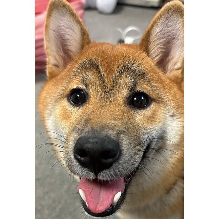 カモメ眉毛が立派な柴子ちゃん