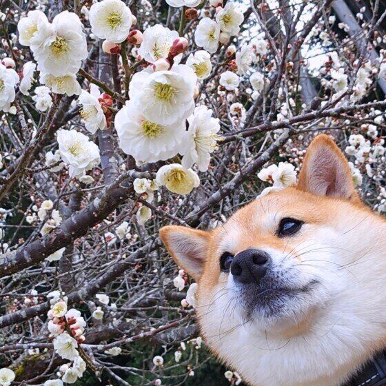 柴の福ちゃん♪