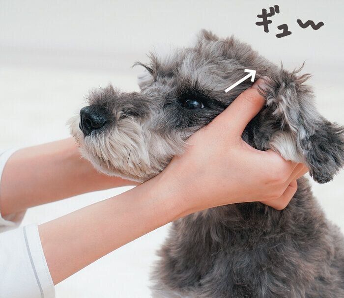 STEP 2. 耳のつけ根（耳門）に向かってゆっくりスライドさせる