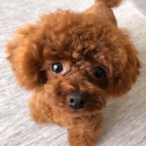 かわいらしいトイ・プードル