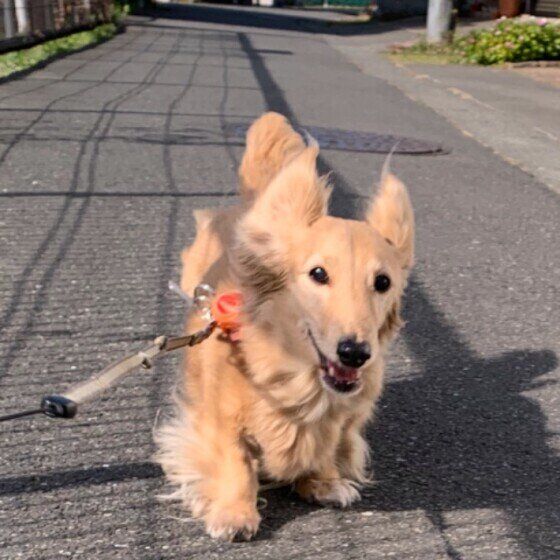 みに  ミニチュア・ダックスフンド　お天気いいね〜
