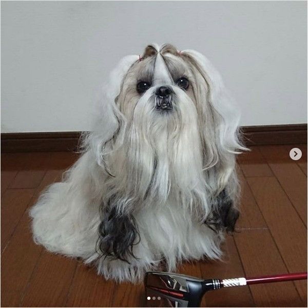 ロングヘアがかわいい 真似したくなるシー ズーのヘアスタイル いぬのきもちweb Magazine