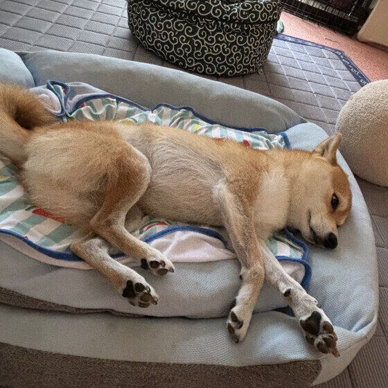 眠くなった柴犬