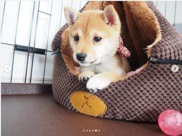 ハウスの中でくつろぐ柴犬