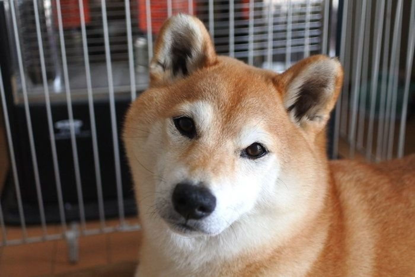 柴犬マロたん アトピー性皮膚炎の治療法を模索中 いぬのきもちweb Magazine 柴犬マロたん アトピー性皮膚炎の治療法を模索中 いぬのきもちweb Magazine