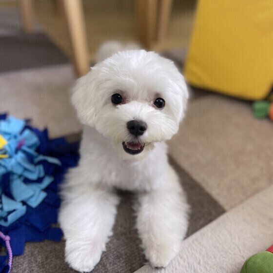 犬が室内で隠れる理由とは 「名前を呼んでも出てこない」「狭いところにずっといる」のはなぜ？ いぬのきもち