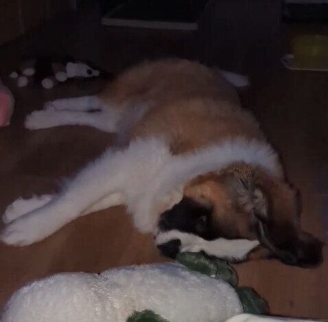 床の上で眠るつとむくん