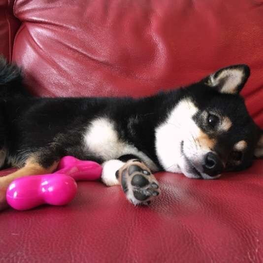 人によって態度を変える 犬の実態 ショッキングな光景を目撃した人も いぬのきもちweb Magazine 人によって態度を変える 犬の実態 ショッキングな光景を目撃した人も いぬのきもちweb Magazine
