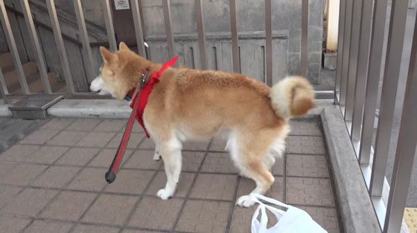 ご主人をお出迎えする柴犬