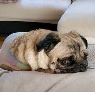 夏バテ中のぷぅちゃん