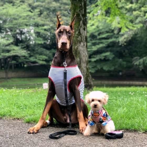 犬種が違っても仲良し♪