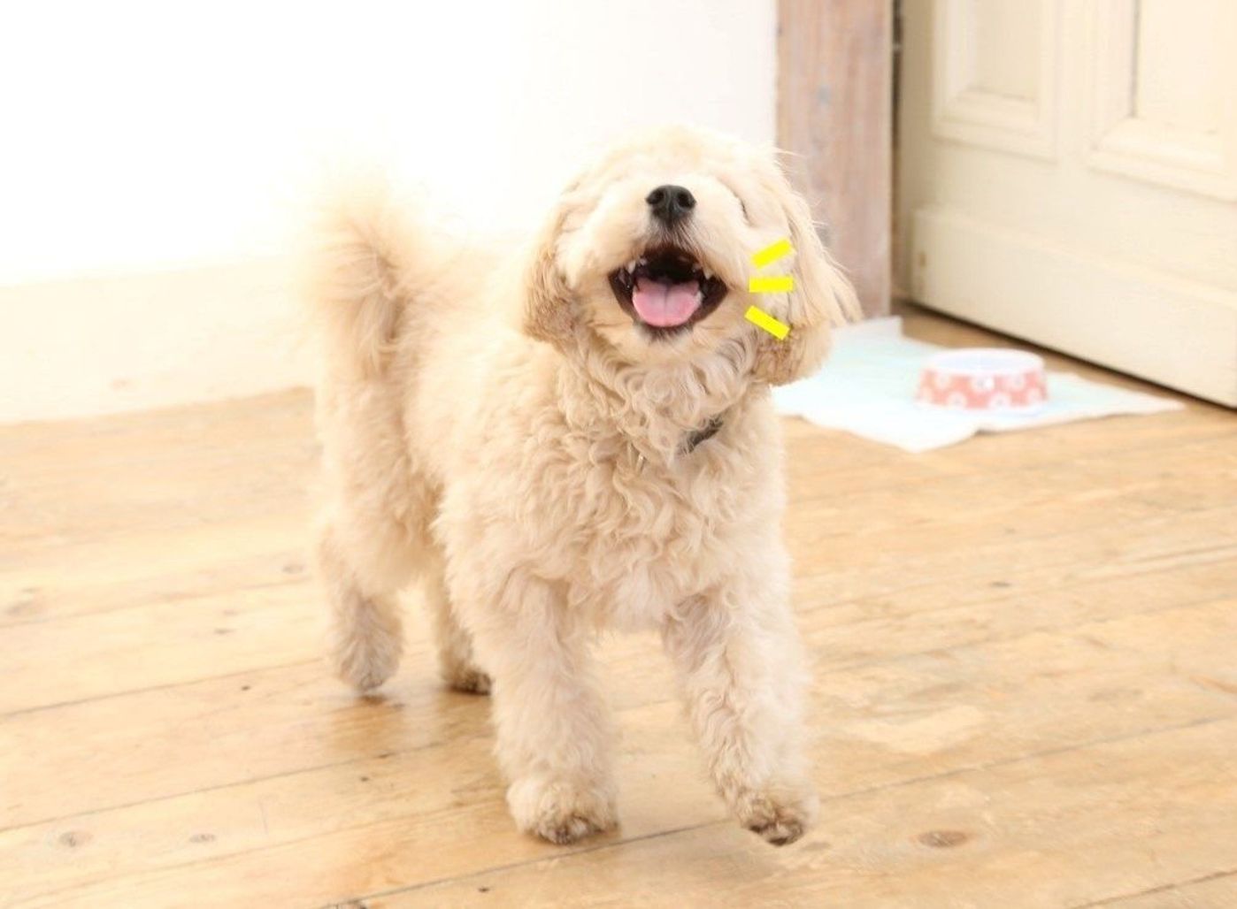 えっ 歯が二重に生える 歯のトラブルを起こしやすい犬種とは いぬのきもちweb Magazine えっ 歯が二重に生える 歯のトラブルを起こしやすい犬種とは いぬのきもちweb Magazine