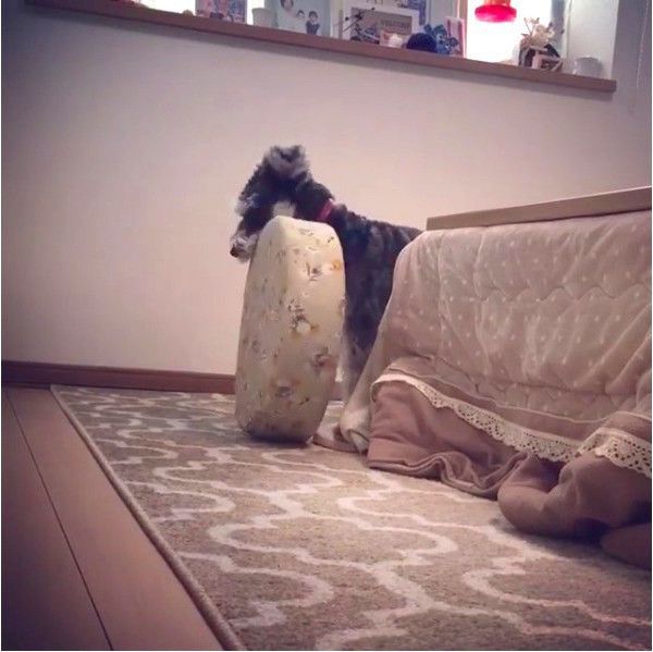 ミニチュア・シュナウザー