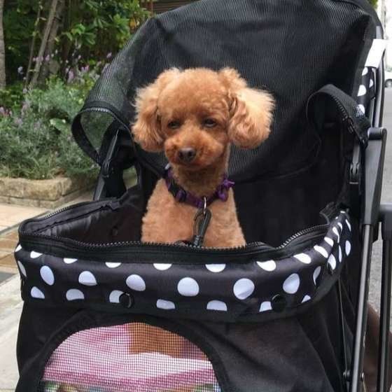 はじめてカートに乗るトイ・プードル
