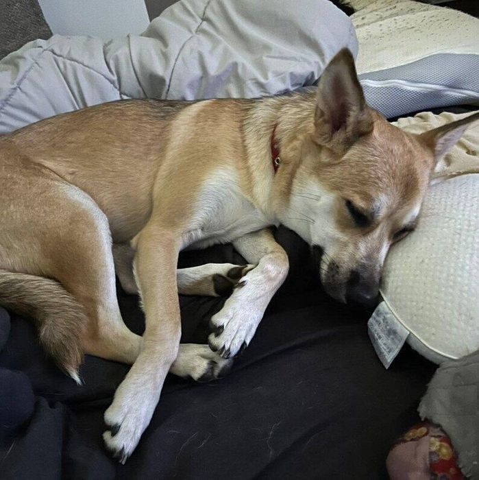 寝室がとても好きになって入り浸っているという犬