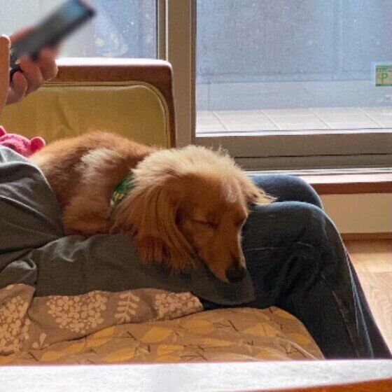 カニーンヘン・ダックスフンドの豆太ちゃんのひざ乗り