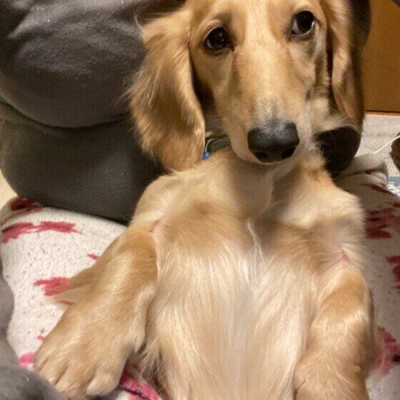 とぼけた表情をするミニチュア・ダックスフンド