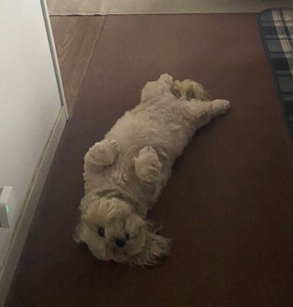 仰向けになるうーきーちゃん