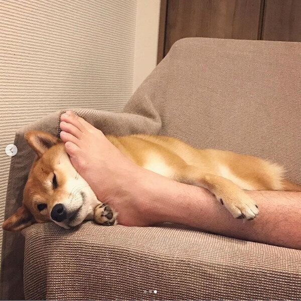 パパさんの足を抱き枕にして眠るエマちゃん