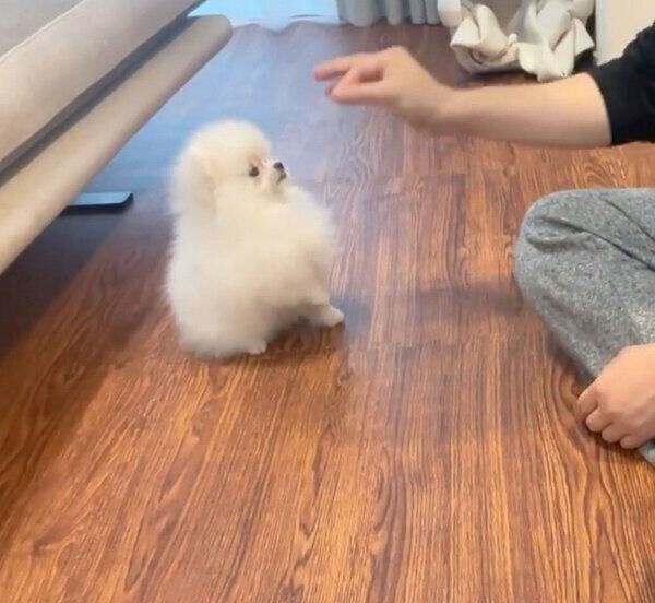 「オスワリ」の練習するをするぺこちゃん