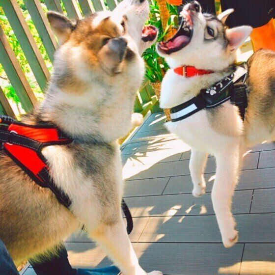 じゃれ合う犬たち