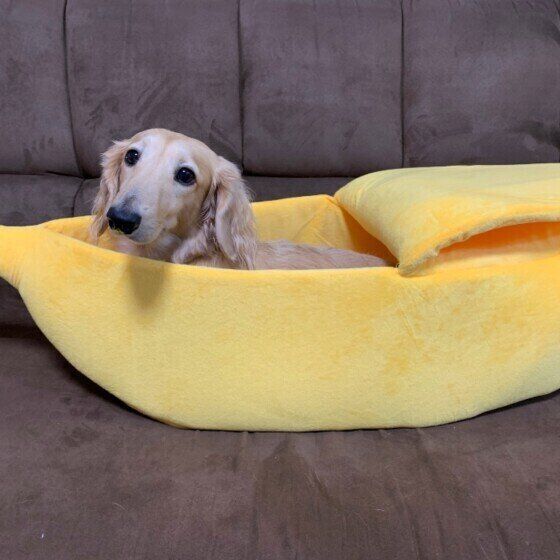 獣医師監修 犬にバナナを与えても大丈夫 バナナを食べるメリットと与え方を解説 いぬのきもちweb Magazine