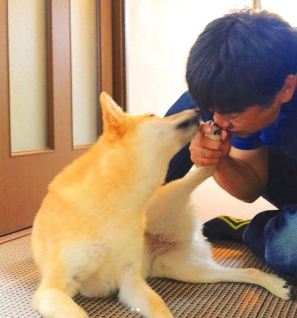 肉球のニオイを嗅がれる柴犬