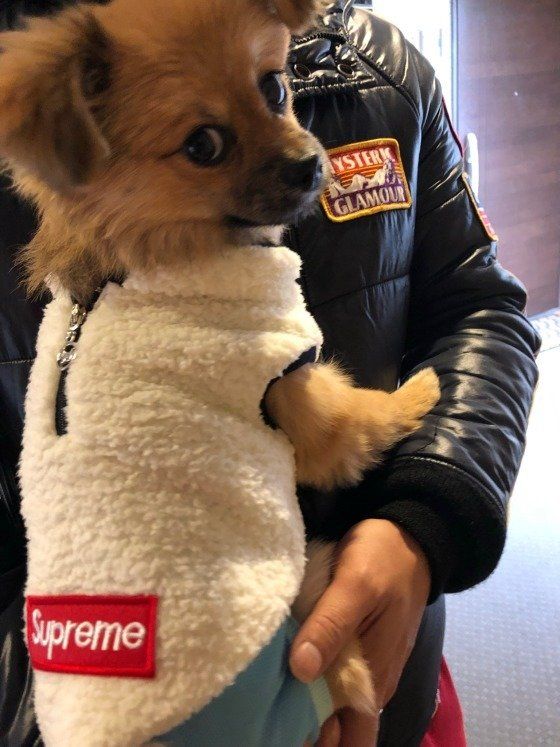 ミックス犬のこかぜちゃん