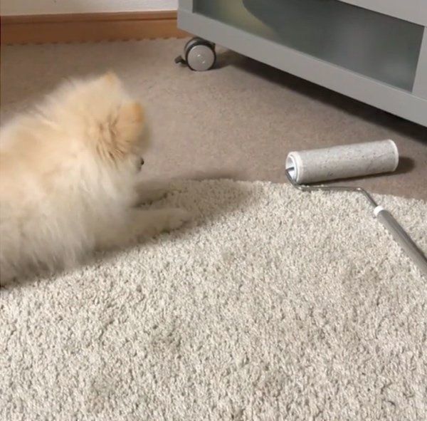あるモノを見ると態度が豹変するポメラニアン