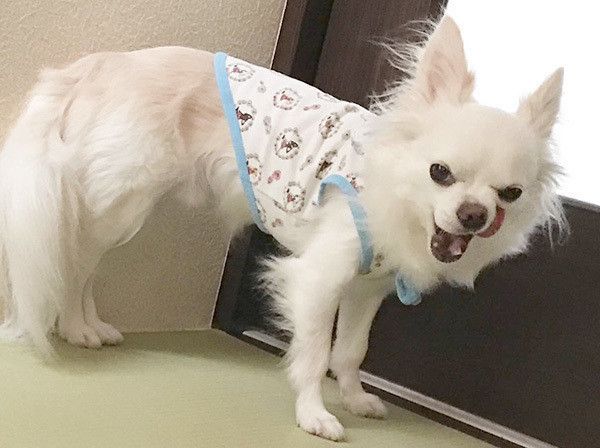 あくびするチワワ