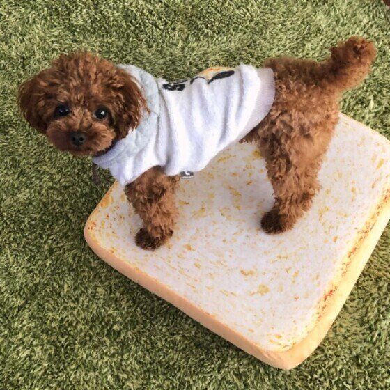 見つめるトイ・プードル