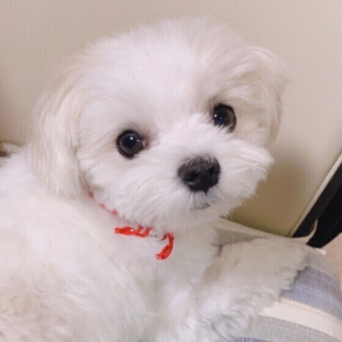 飼いやすい犬ランキングtop5 実際の飼い主の声 5段階チャート付き いぬのきもちweb Magazine 飼いやすい犬ランキングtop5 実際の飼い主の声 5段階チャート付き いぬのきもちweb Magazine