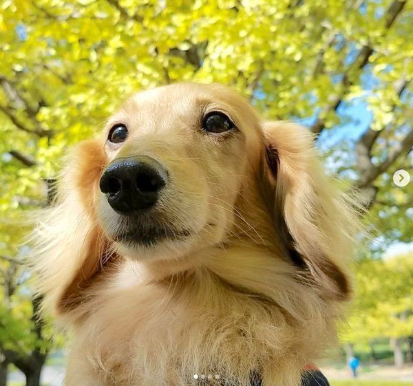 元繁殖犬・伶音ちゃん