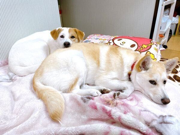 まったりするクーちゃん、ボーくん