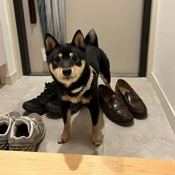 お散歩のあとに玄関で飼い主さんを待つごまちゃん