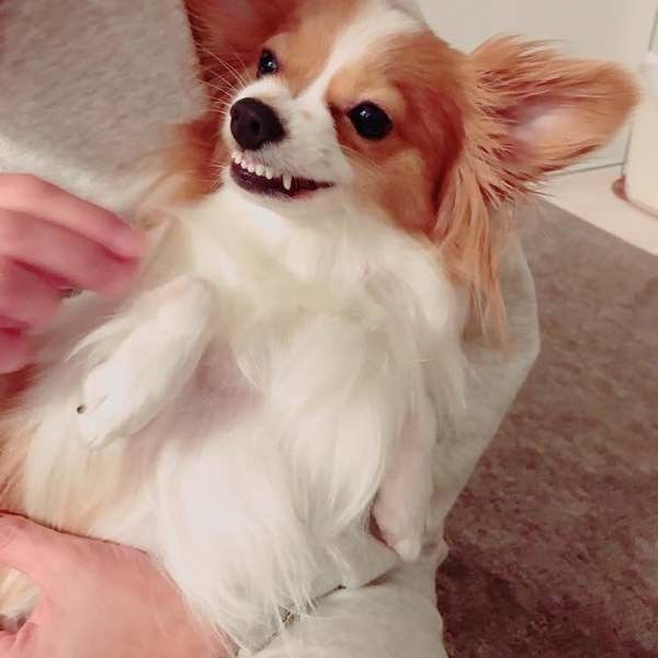 可愛い怒り顔のココちゃん