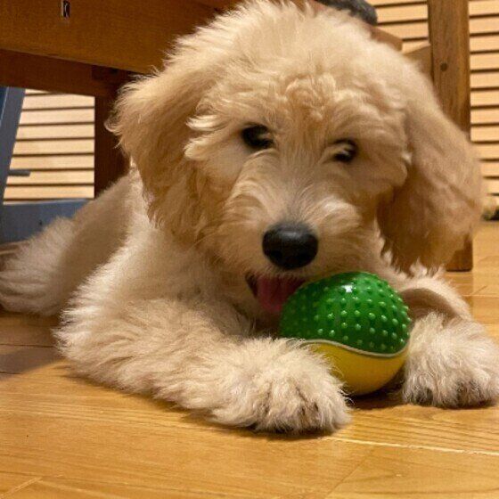 ボールで遊ぶふくちゃん