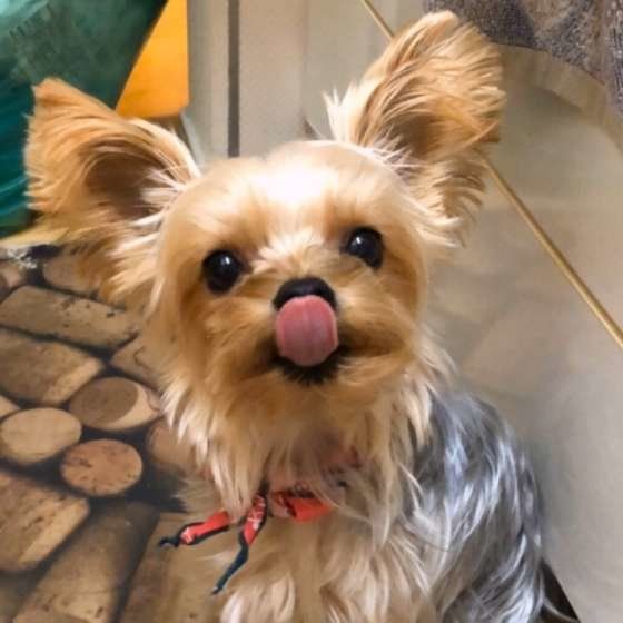 ペロッとするヨークシャー・テリア