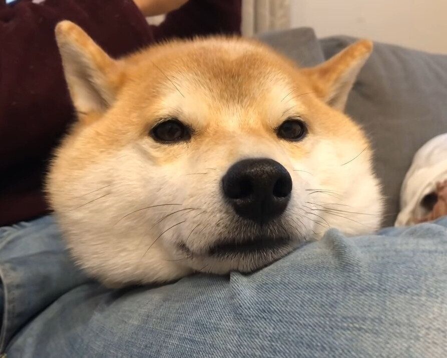 抱っこされる犬