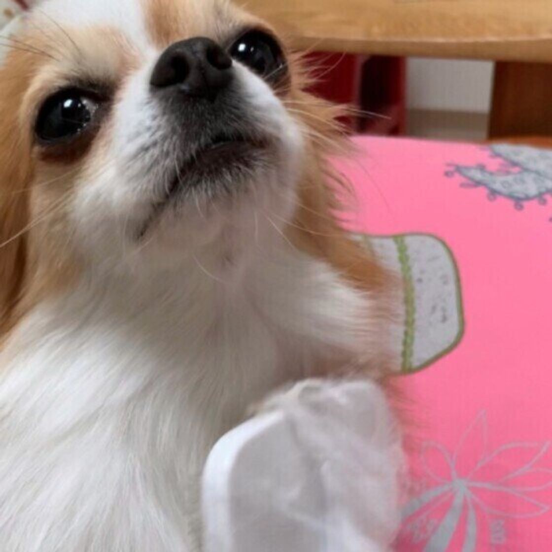 犬種による違いは 犬の換毛期を獣医師が解説 どんなお手入れが必要 いぬのきもちweb Magazine 犬種による違いは 犬の換毛期を獣医師が解説 どんなお手入れが必要 いぬのきもちweb Magazine