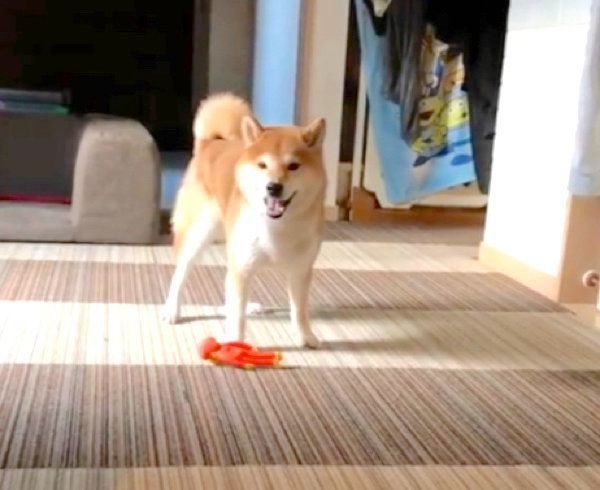 散歩後に荒ぶる柴犬