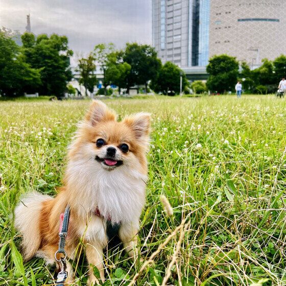 ポメラニアンのむぎちゃん